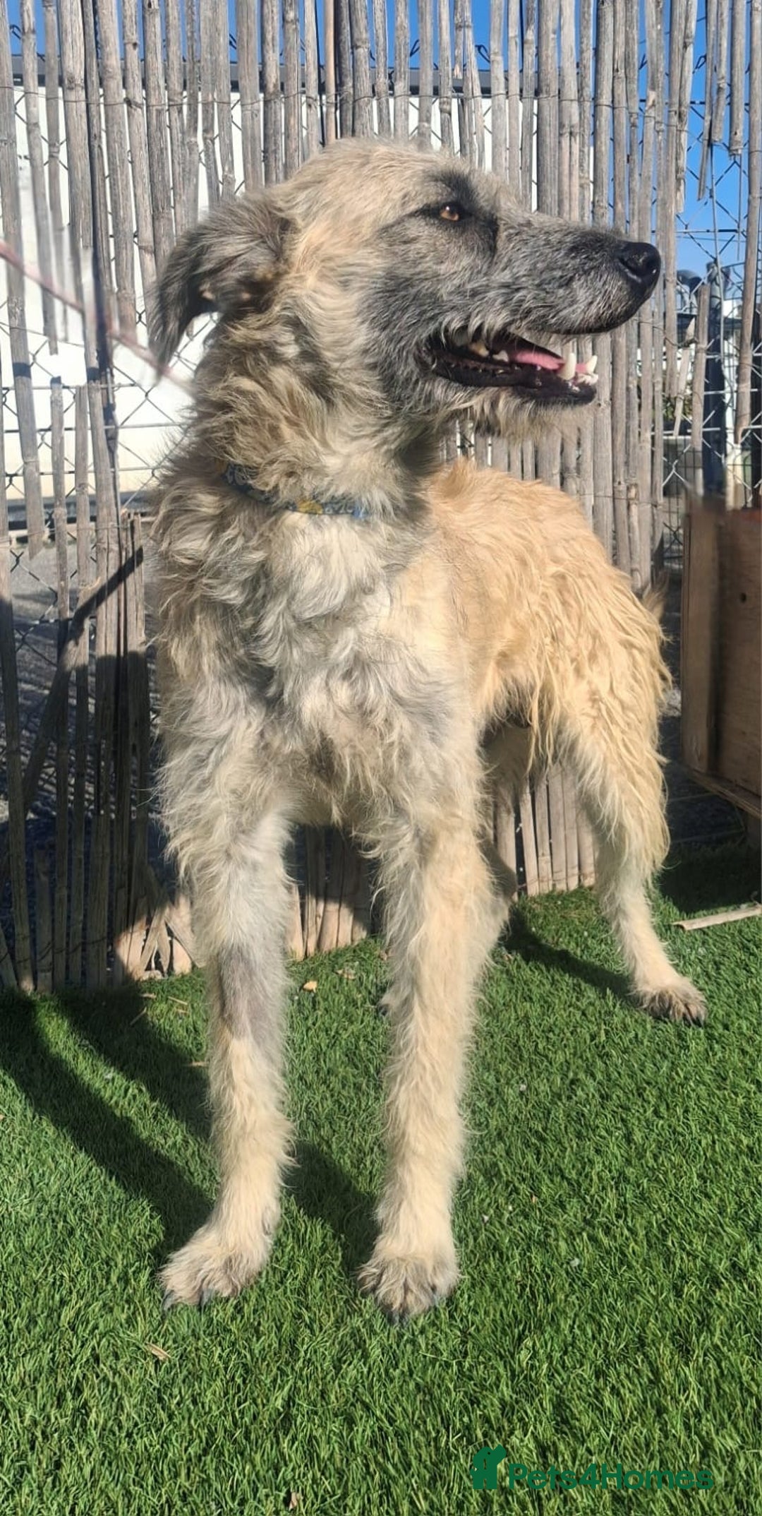 Mixed Breed dogs for adoption: Urgent Now 🚨 Please offer Ricky a home 🏠  - Advert 4