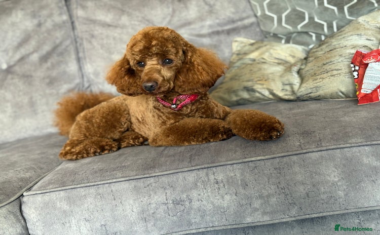 Miniature Poodle dogs - Advert 3
