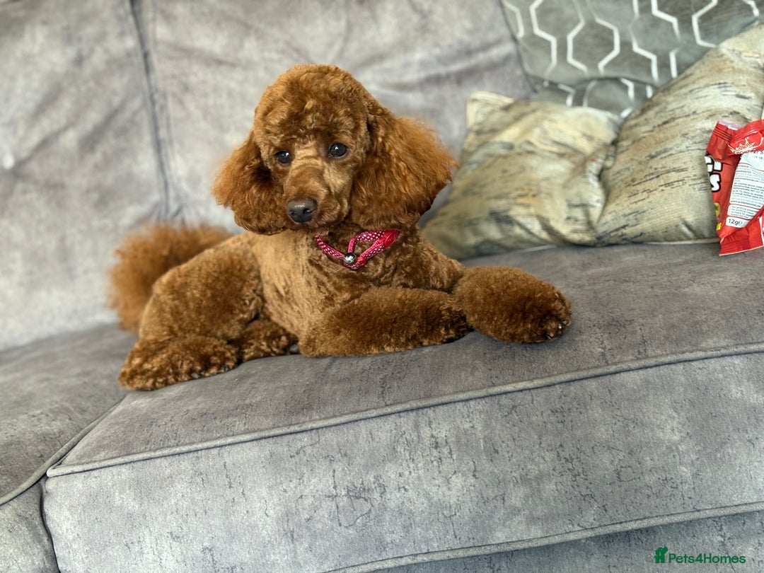 Miniature Poodle dogs for stud:  ⭐️KC PRINCE CHARMING BLUE BOY MINIATURE POODLE⭐️ - Image 1