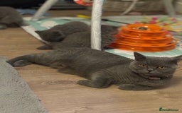 British Shorthair cats for sale: ✨Beautiful British Shorthair Kittens ✨ - Image 8