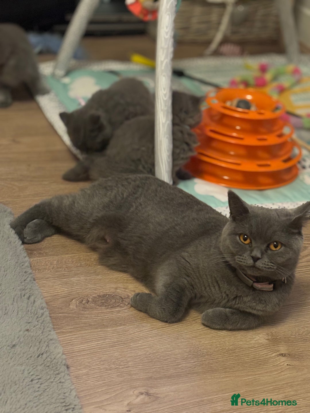 British Shorthair cats for sale: ✨Beautiful British Shorthair Kittens ✨ - Image 8