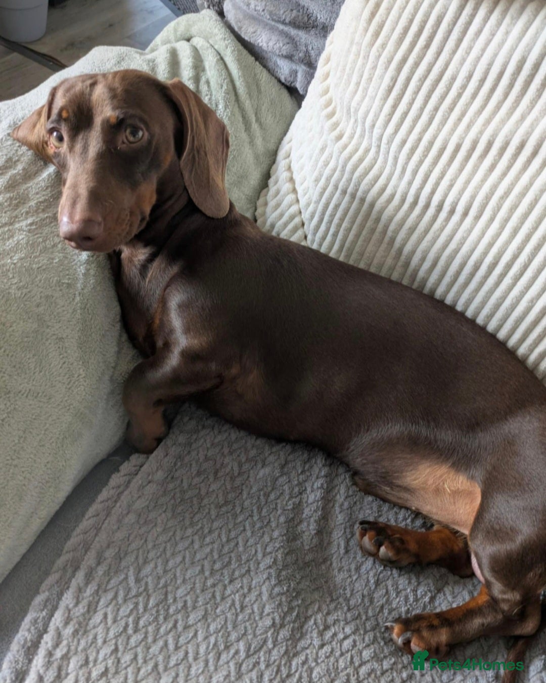 Mixed Breed dogs for sale: Mini dachshund cross puppies  - Image 7