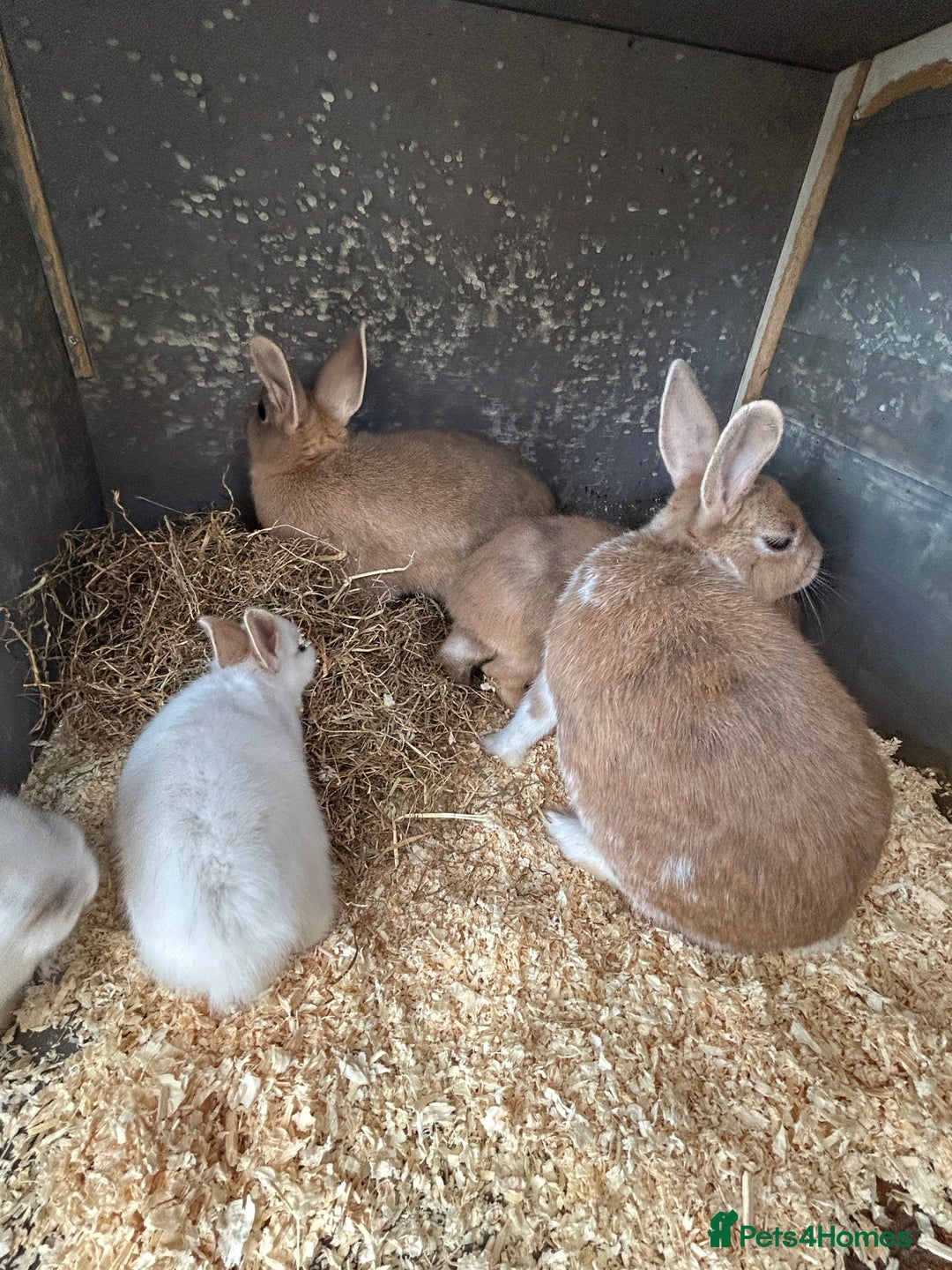 Mixed Breed rabbits for sale: 10 week old rabbits  - Advert 3