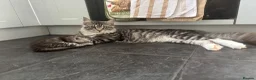 Maine Coon cats for sale: Tica Registered Stunning MaineCoon Kittens in Witney - Advert 15