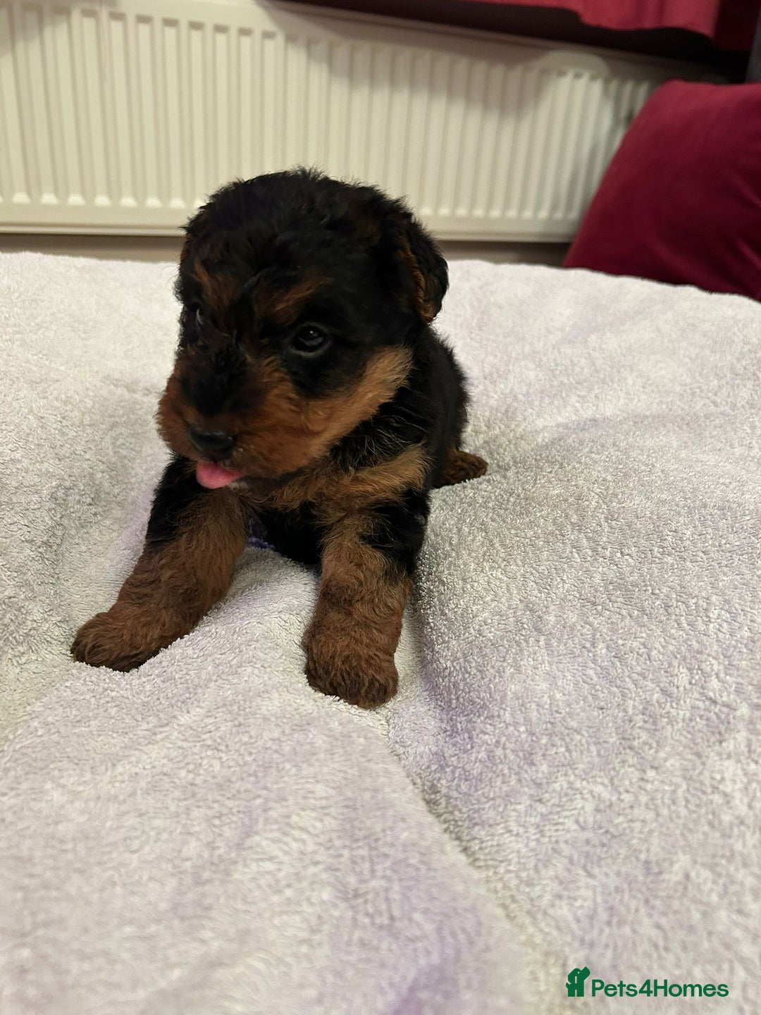 Welsh Terrier dogs for sale: Stunning Health Tested KC Reg Welshie Puppies - Advert 15