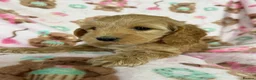 Cockapoo dogs for sale: Beautiful cockapoo puppies  - Advert 2