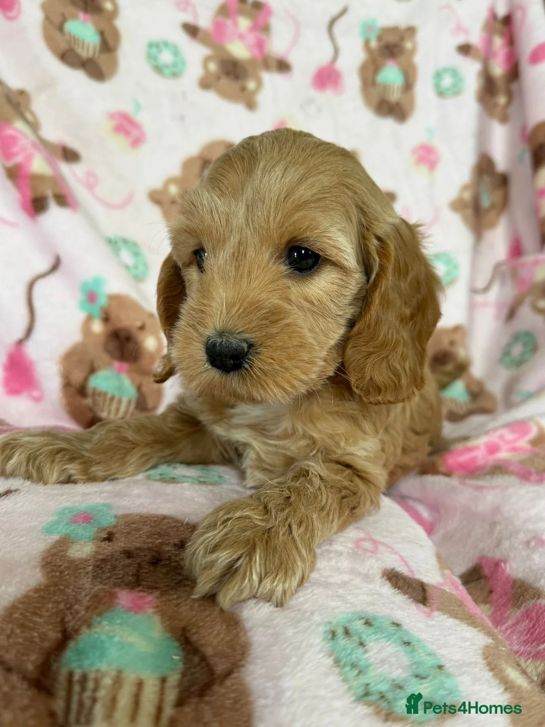 Cockapoo dogs for sale: Beautiful cockapoo puppies  - Advert 2