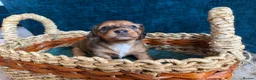 Miniature Dachshund dogs for sale: Beautiful Miniature Dachshund Puppies - Advert 19