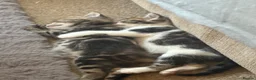 Mixed Breed cats for sale: 5 beautiful kittens  - Advert 7