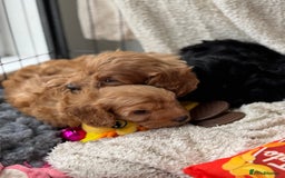 Cavapoo dogs for sale: Quality bred Cavapoo F1 - Image 19