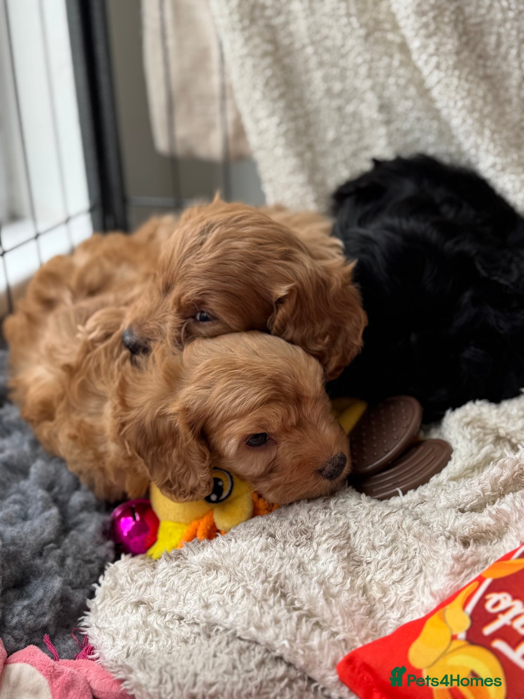 Cavapoo dogs for sale: Quality bred Cavapoo F1 - Image 19