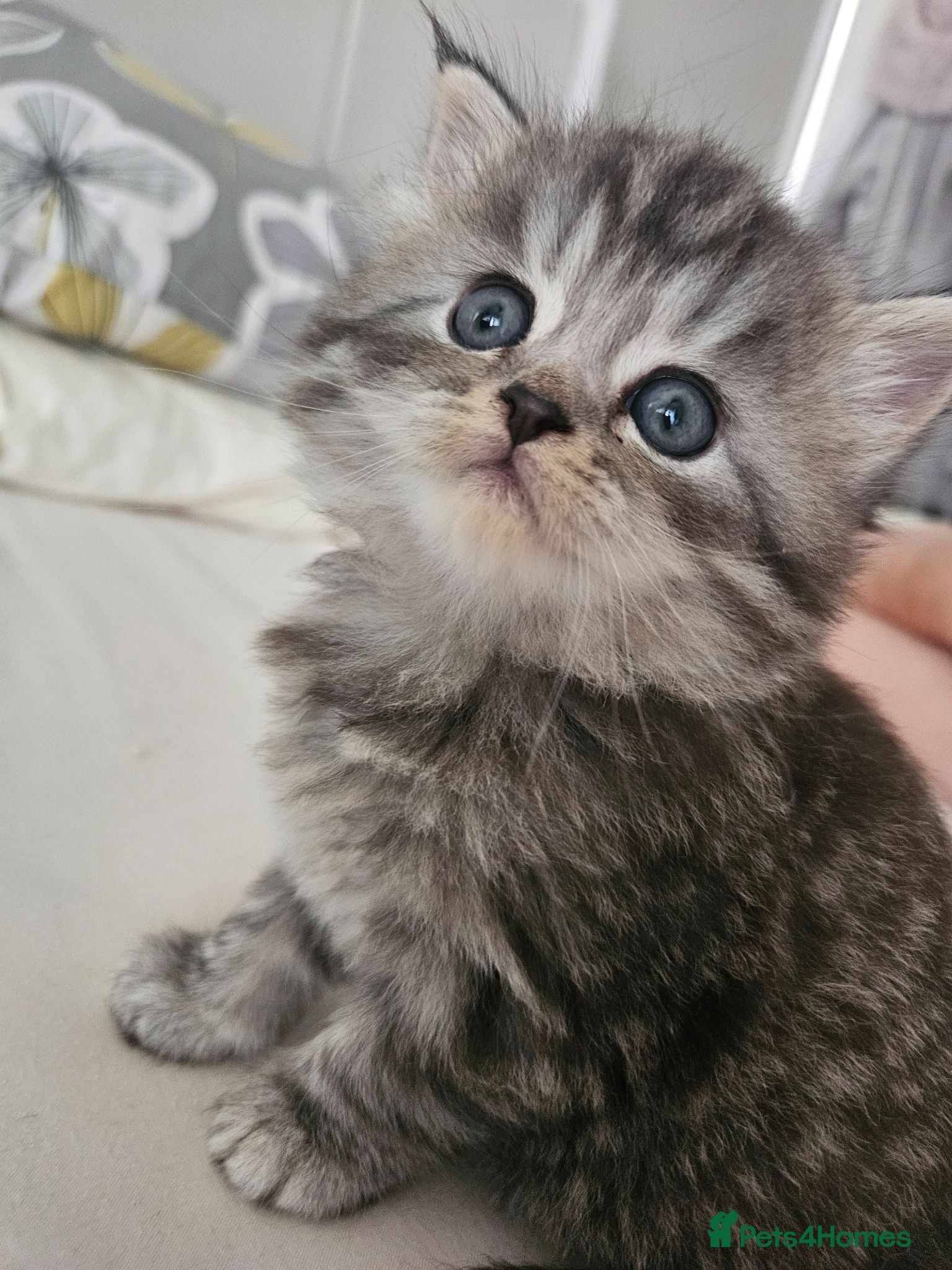 Mixed Breed cats Male Tuxedo Female Grey Tabby Persian X - Advert 4
