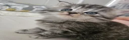 Mixed Breed cats for sale: Male Tuxedo Female Grey Tabby Persian X - Advert 1