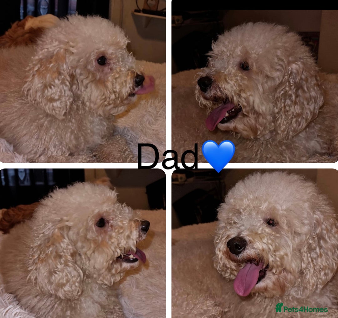 Shihpoo dogs for sale: Gorgeous Toy Shihpoo puppies - Image 26
