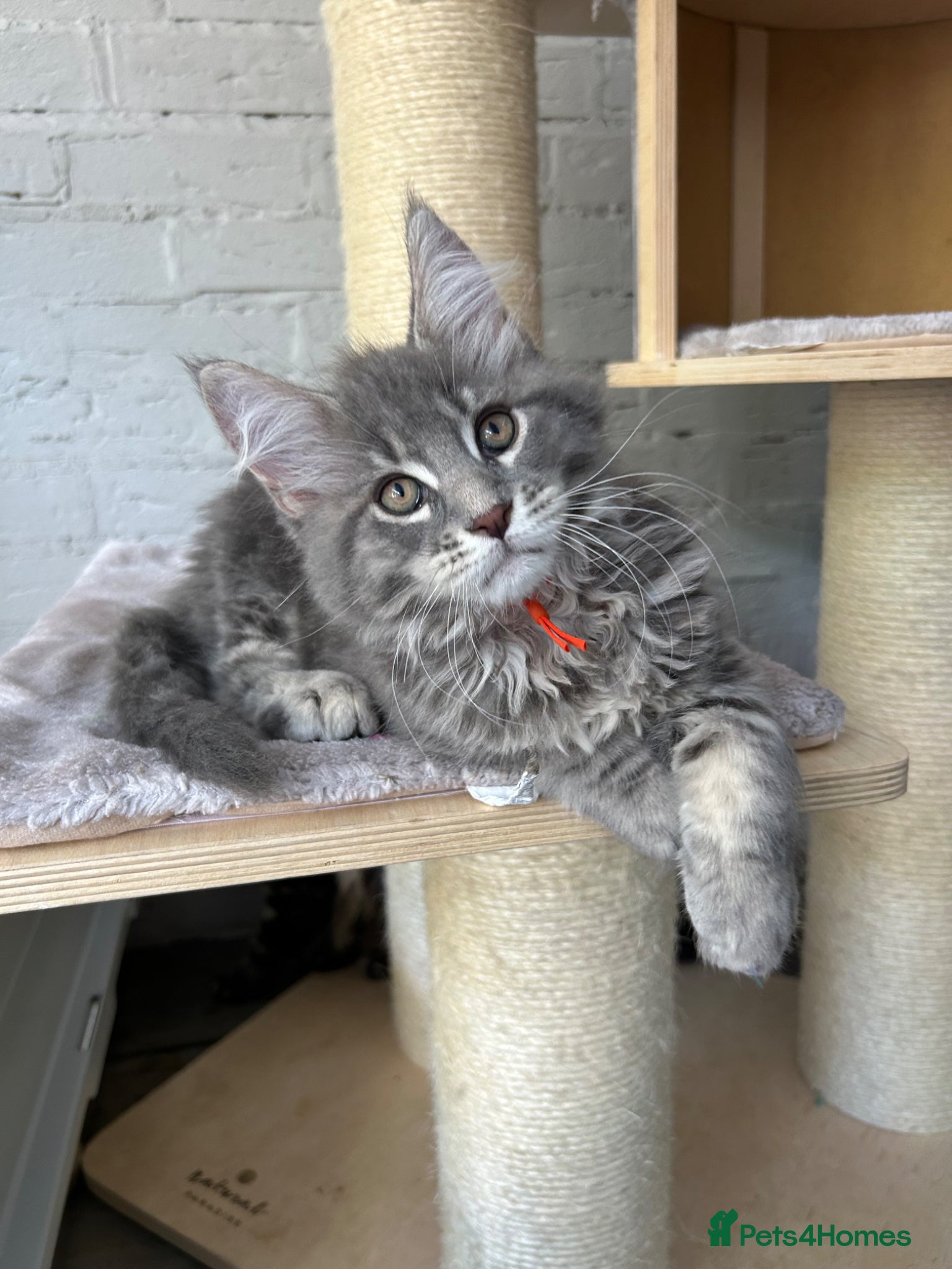 Maine Coon cats TICA Registered Russian Bloodline Maine Coons - Advert 1