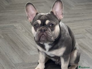 French Bulldog dogs Mr blue boy - Advert 1
