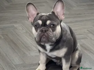 French Bulldog dogs Mr blue boy - Advert 17