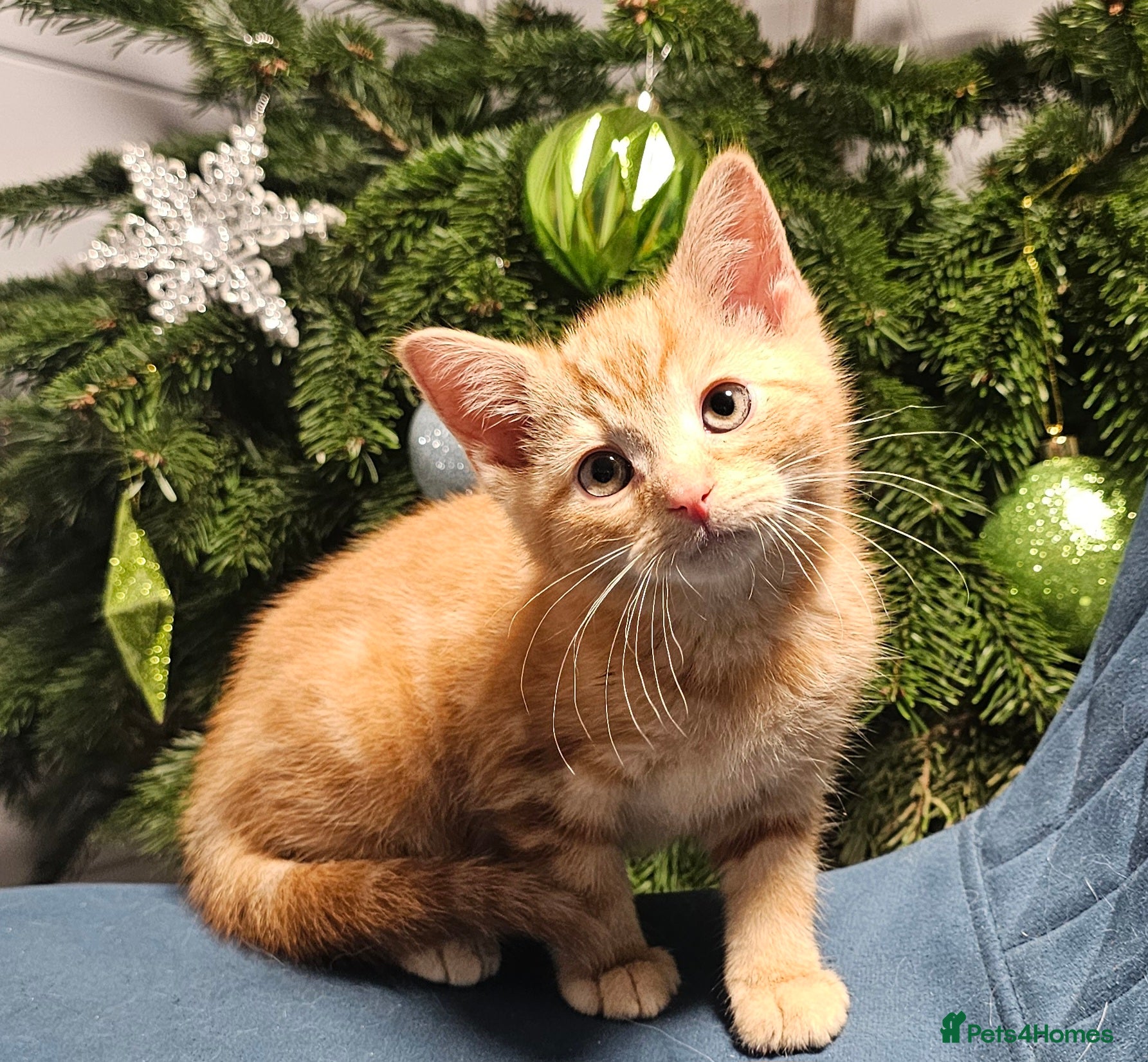 Maine Coon cats Part Maine Coon kittens - Advert 1