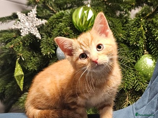 Maine Coon cats Part Maine Coon kittens - Advert 1