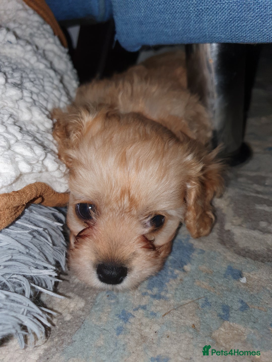Mixed Breed dogs for sale: Beautiful red and fawn colour Cavapoochons pups - Advert 1
