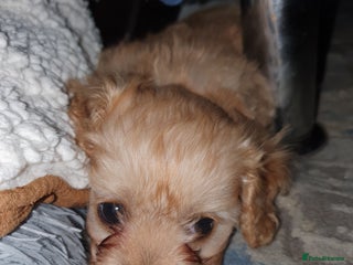 Mixed Breed dogs Beautiful red and fawn colour Cavapoochons pups - Advert 1