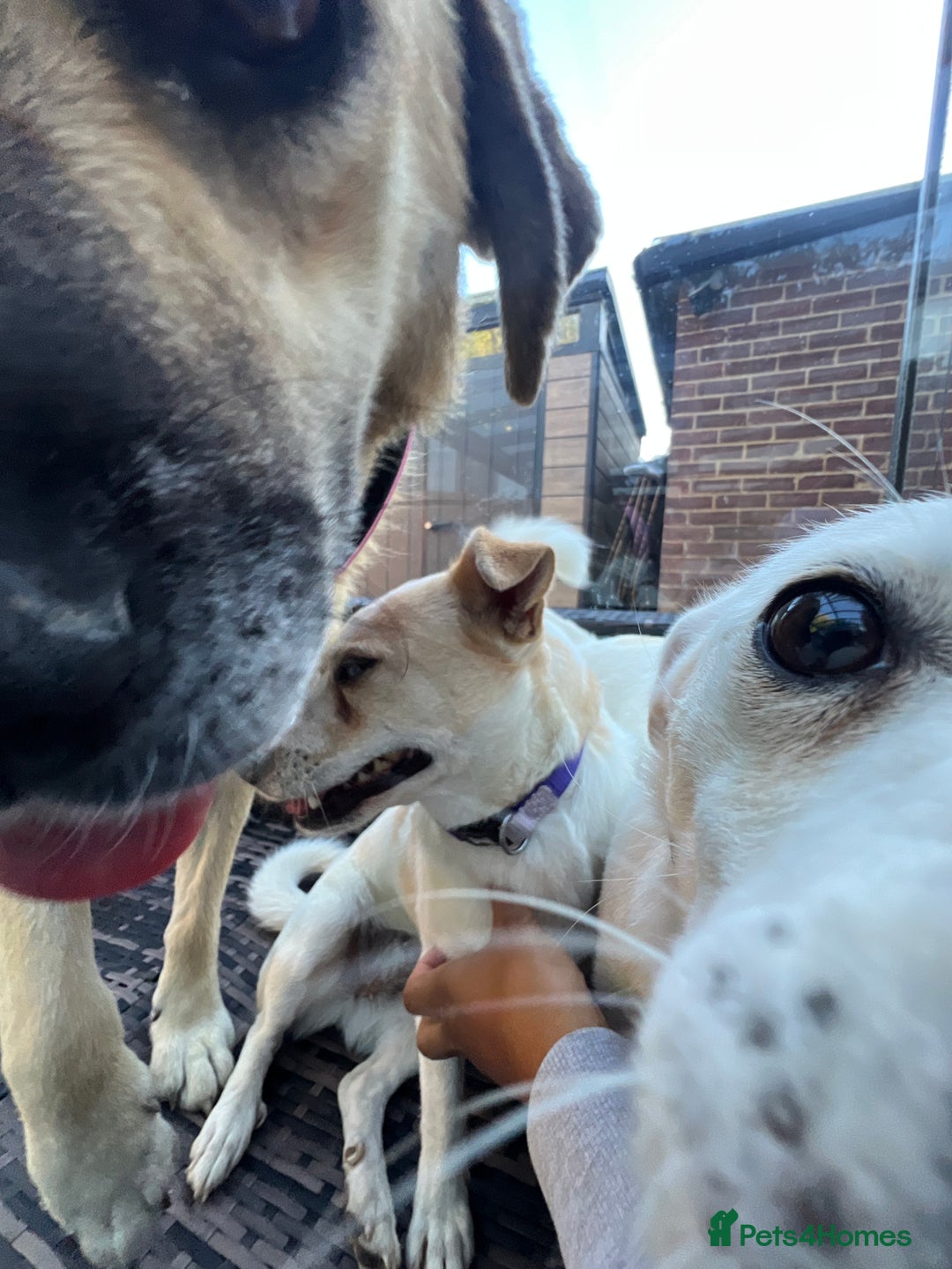 Mixed Breed dogs for adoption: 💚 Cute Ivy is Ready for her forever home! - Image 4