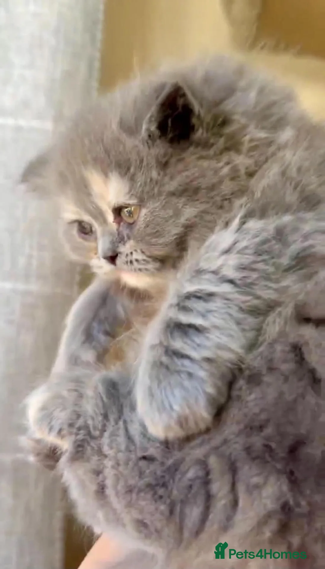 British Longhair cats for sale: Gorgeous fluffy british longhair girl - Advert 2