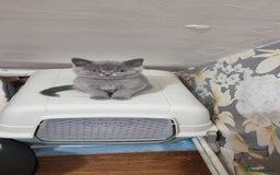 British Shorthair cats for sale: Reduced to clear Britsh shorthair Pure blue boys  - Image 2