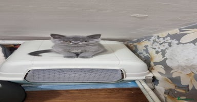 British Shorthair cats - Advert 2
