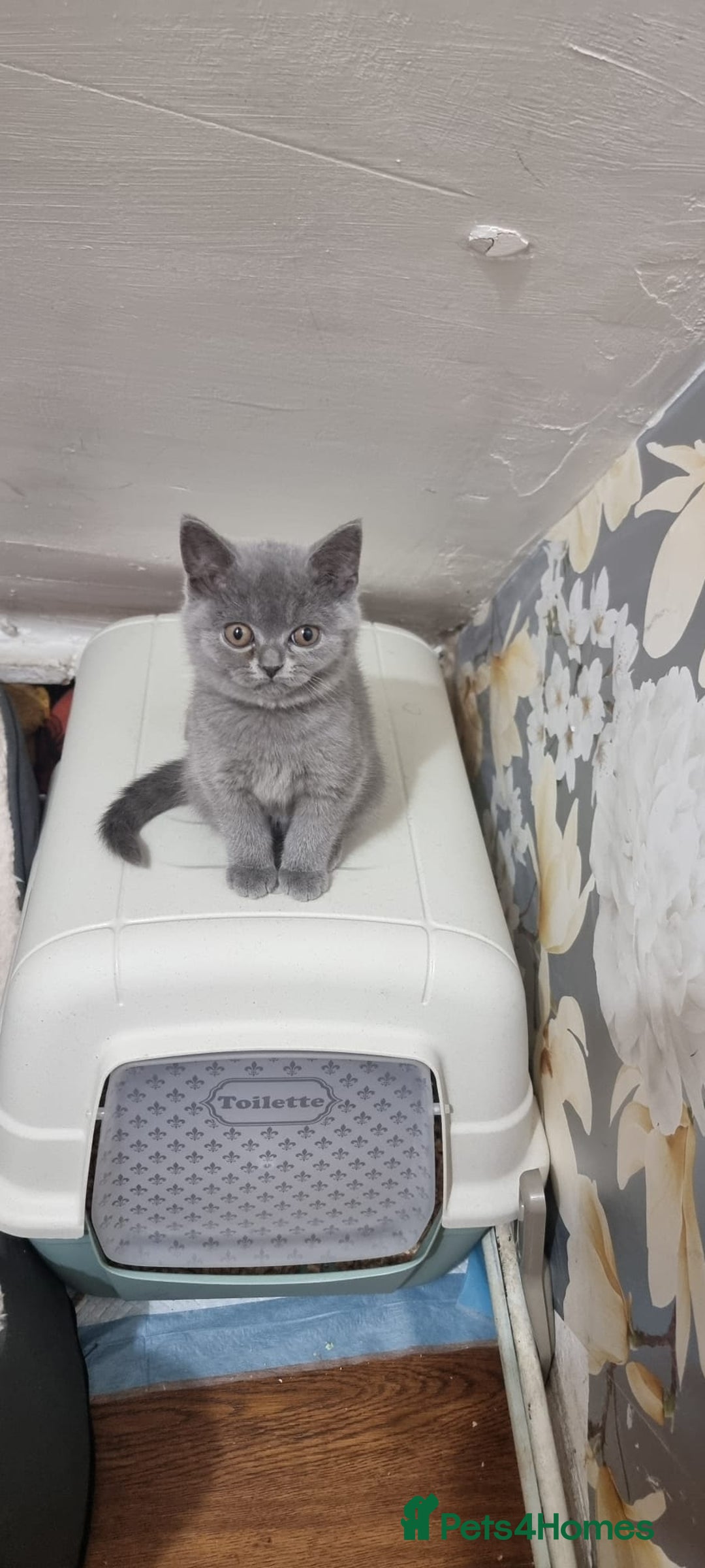 British Shorthair cats for sale: Reduced to clear Britsh shorthair Pure blue boys  - Image 2