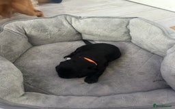 Cocker Spaniel dogs for sale: 🐾 Beautiful Cocker Spaniel Puppies 🐶 - Image 10