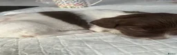 English Springer Spaniel dogs for sale: Exceptional English Springer Spaniel - Advert 27