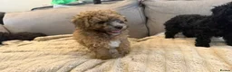 Poochon dogs for sale: Beautiful Poochon Puppies available  - Advert 10