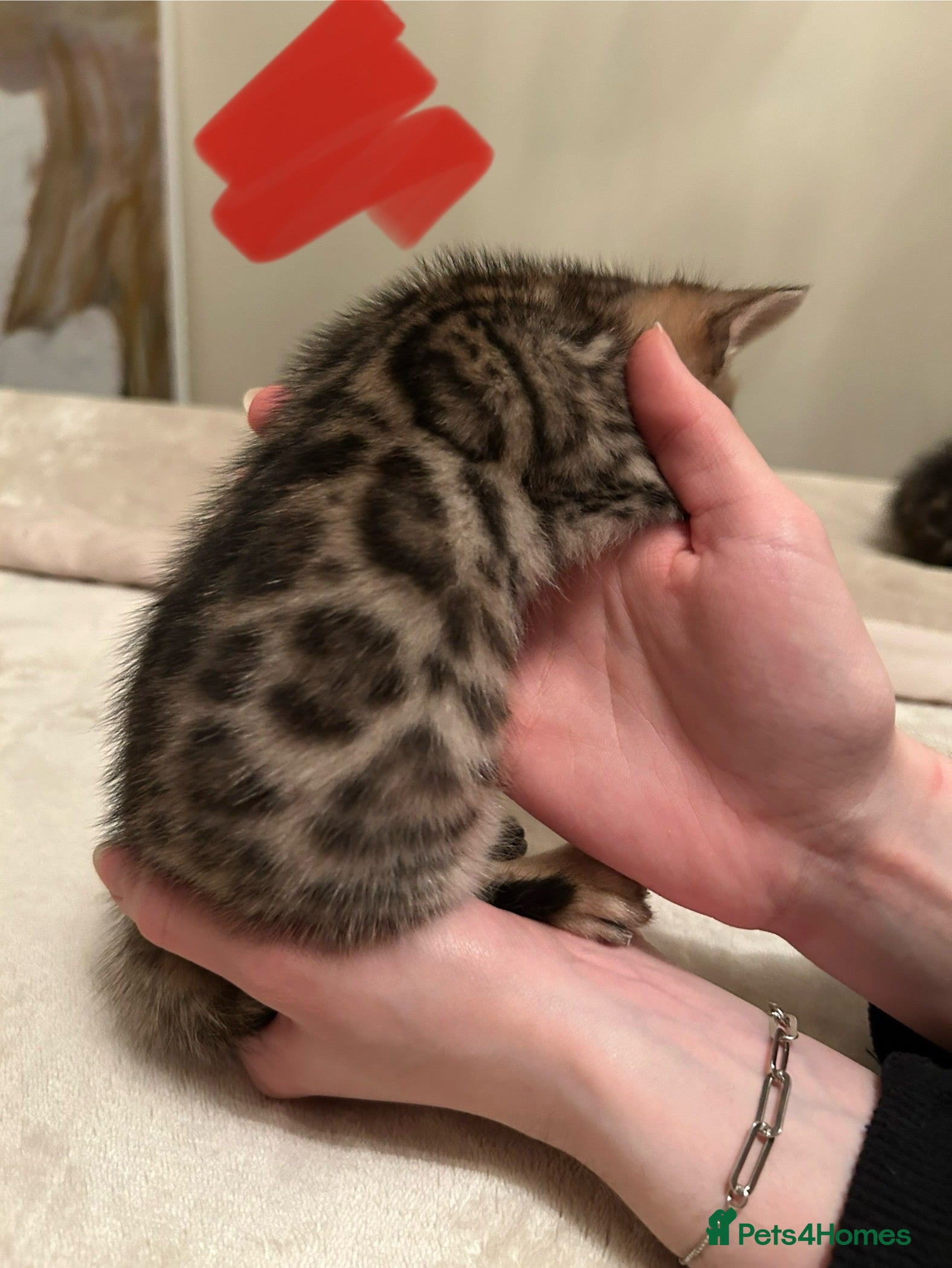 Bengal cats ❤️ Stunning Bengal Kittens for Reservation ❤️ - Advert 6