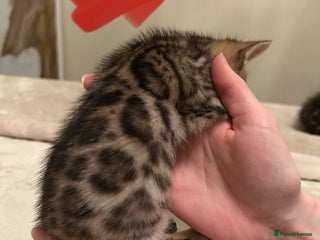 Bengal cats ❤️ Stunning Bengal Kittens for Reservation ❤️ - Advert 5