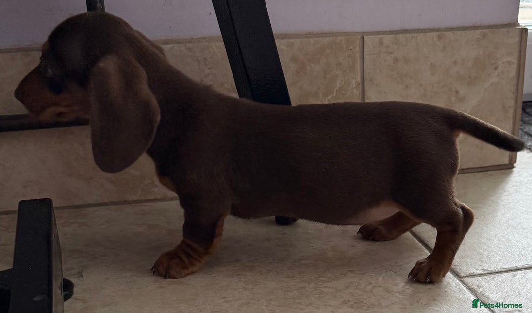 Miniature Dachshund dogs for sale: Beautiful miniature dachshunds ready now 🩷 - Image 9