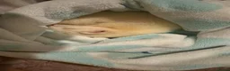 Ferret rodents for sale: Male ferret  - Advert 5