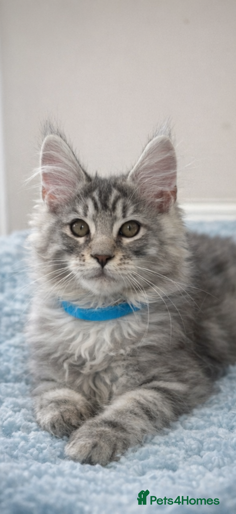 Maine Coon cats  SEVERAL LITTERS AVAILABLE  - Advert 1