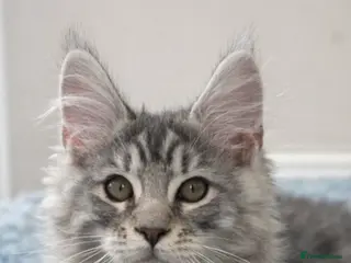 Maine Coon cats SEVERAL LITTERS AVAILABLE - Advert 1
