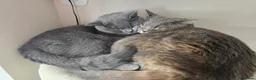 British Shorthair cats for sale: Blue British shorthair female (2y old) in Northwich - Advert 2