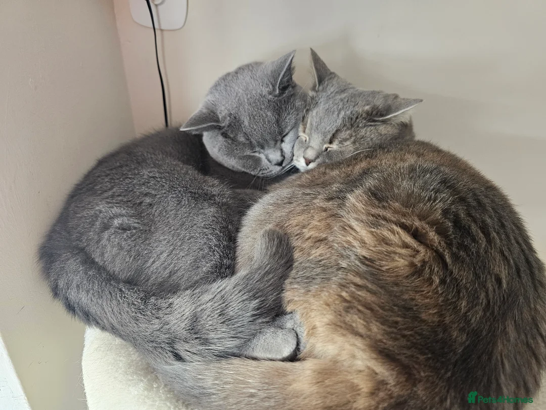 British Shorthair cats for sale: Blue British shorthair female (2y old) in Northwich - Advert 2