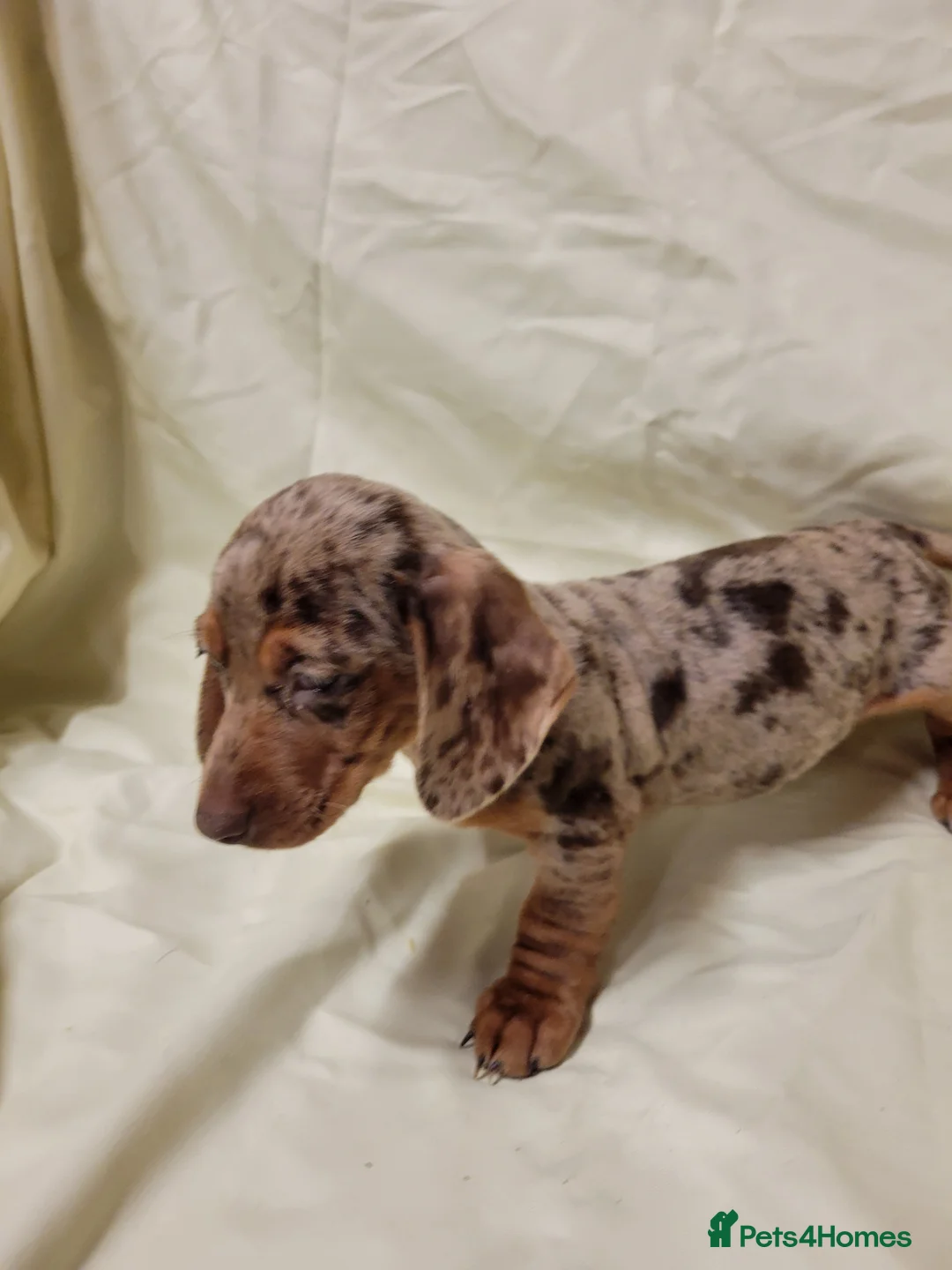 Miniature Dachshund dogs for sale: Miniature Dachshund Puppies for Sale - Advert 10