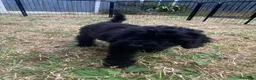 Cockapoo dogs for sale: Ready Now f1b Black & Brown Cockapoo Puppies! 🐾 - Advert 3