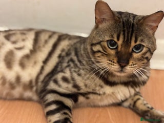 Bengal cats Stunning seal mink male bengal cat - Advert 17