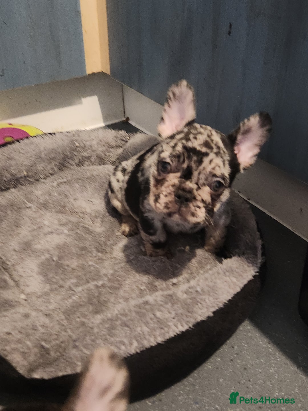 French Bulldog dogs for sale: Beautiful Puppy's For Sale  - Advert 27