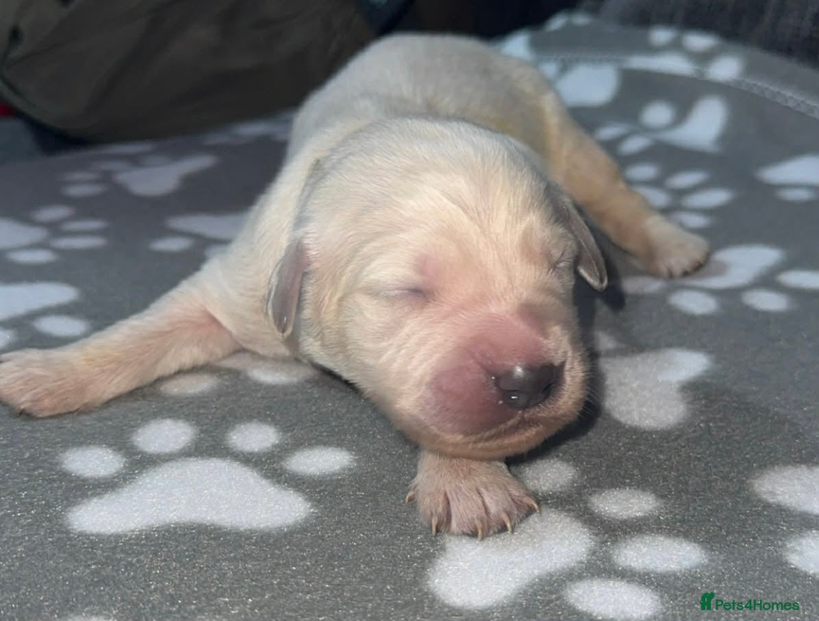 Golden Retriever dogs Beautiful Golden retriever Pups Showline KC Reg - Advert 14
