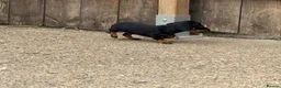 Miniature Dachshund dogs for sale: Miniature dachshunds - Advert 13