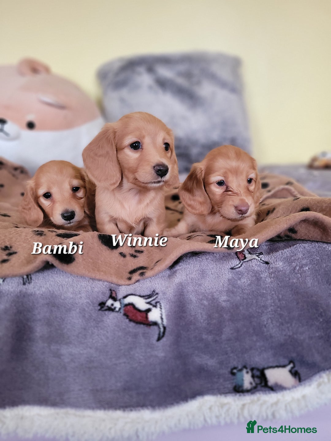 Dachshund dogs for sale: Long Haired KC Miniature Dachshund - Advert 12