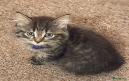 Norwegian Forest Cat cats for sale: Chunky Tabby kittens ready for their new homes  - Image 5