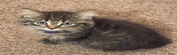 Norwegian Forest Cat cats for sale: Chunky Tabby kittens ready for their new homes  - Advert 5